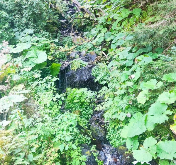 Korte wandeling rond het Pavinmeer - Besse-et-Saint-Anastaise - 1