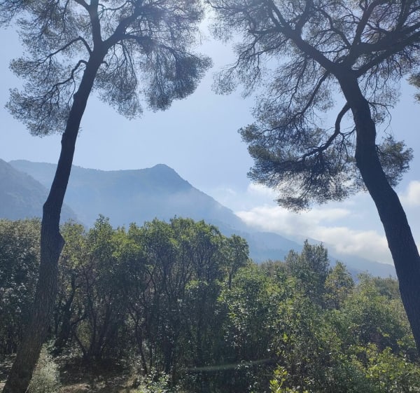 Promenade dans la forêt de l'ubac à Monti - Menton - 1