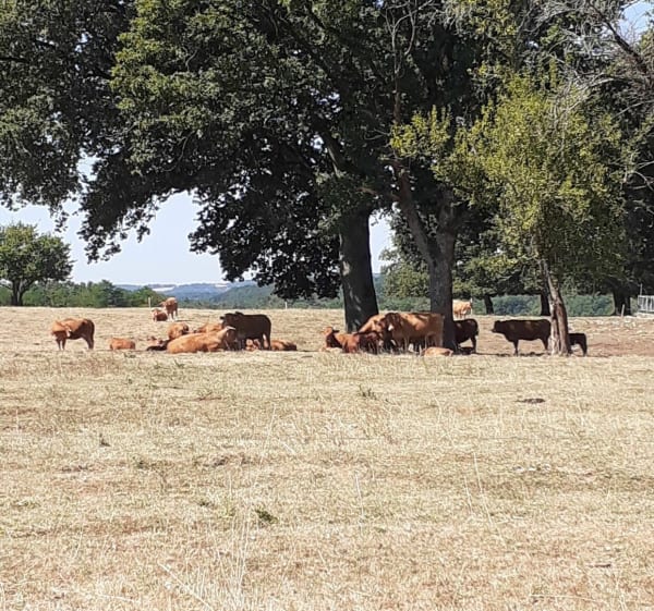 Balade au calme autour de Milhac - Bassillac et Auberoche - 1