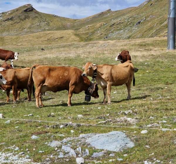 Balade à la Roche de Mio - La Plagne-Tarentaise - 1