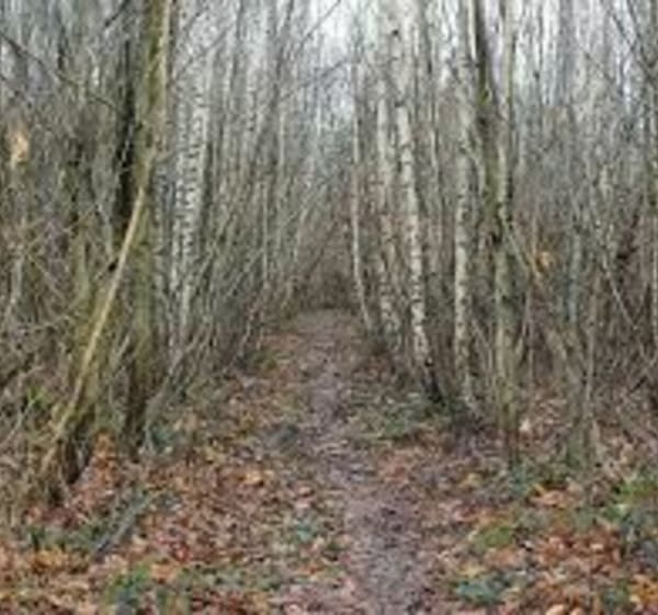 Balade dans les Bois de la Naisse - Mâcon - 1
