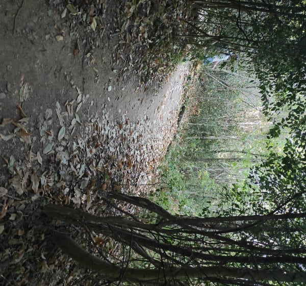 Tussen bos en valleien rond de Arifat-watervallen - Arifat - 1