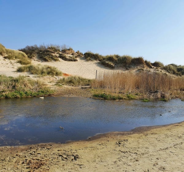 Forêt et plage entre d'Ecault et Hardelot - Condette - 1
