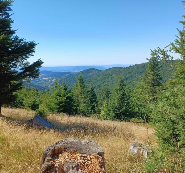 Boswandeling op Col du Bonhomme - Lapoutroie - 1
