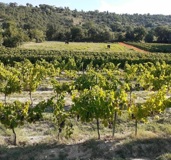 Les routes de l'ancien rallye du Var - Roquebrune-sur-Argens - 1