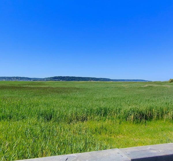 Natuurreservaat van het Seine-estuarium - Sandouville - 1