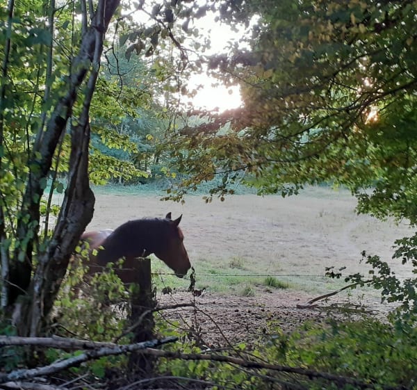 Forêt de Gernelle et alentours à VTT - Gernelle - 1
