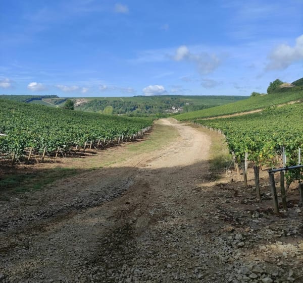 Balade au milieu des vignes - Villy - 1