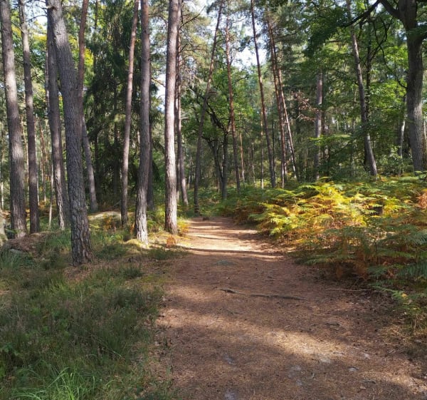 Croix du Grand Maître - Fontainebleau - 1