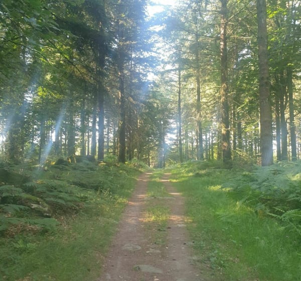 Balade en sous bois de Chabrières - Guéret - 1