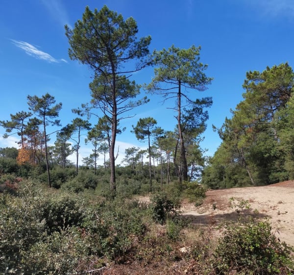 Les marais d'Olonne et la côte sauvage - Les Sables-d'Olonne - 1