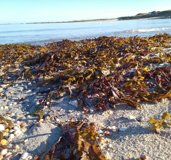 Balade dans les dunes de Penn Enez - Landéda - 1