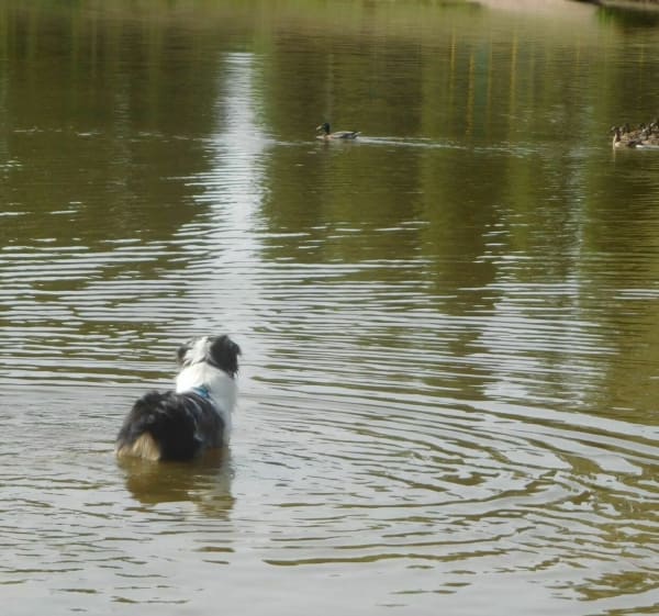 Forêt de Châtellerault - Châtellerault - 1