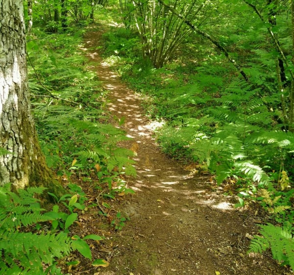 Balade VTT Chaingy,Ormes, Ingré en sous bois - Chaingy - 1
