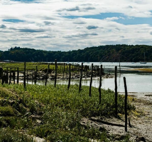 Balade champêtre au milieu des pommiers, en bord de Rance - Pleudihen-sur-Rance - 1