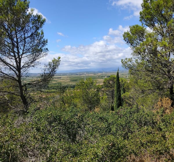 Balade entre vigne et garrigue - Ornaisons - 1