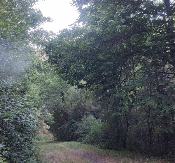 Course/Trail de François Joffre - Almont-les-Junies - 1