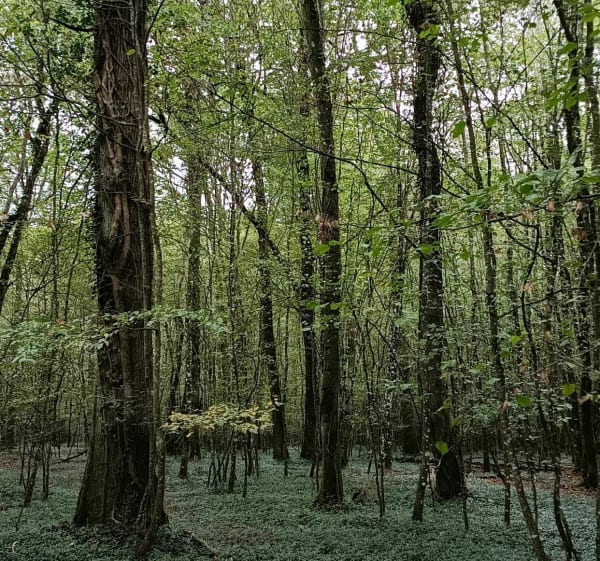 Promenade dans la forêt de Beaulieu - Bellevigne-en-Layon - 1