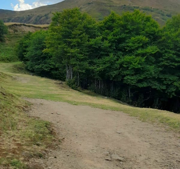 Les bois du Puy Mary - Le Claux - 1