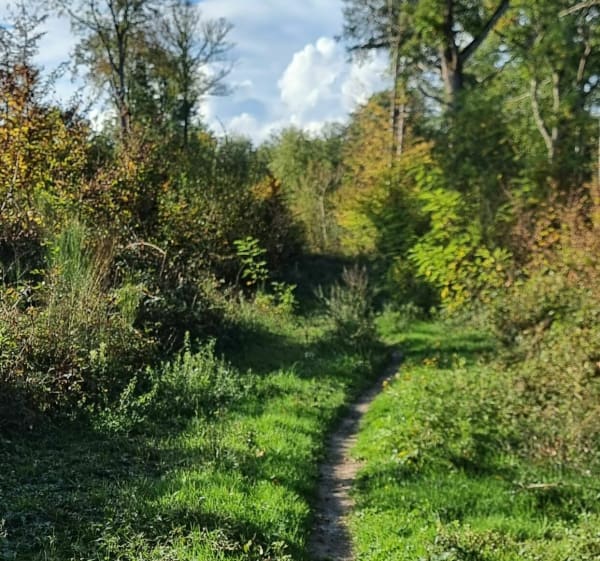 Balade en forêt domaniale de Montargis et alentours - Montargis - 1