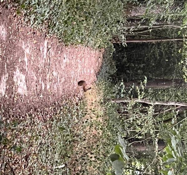 Bois de Champrond et Butte de Saint Serge - Champrond-en-Perchet - 1