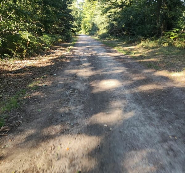Forêt des vaseix - Limoges - 1