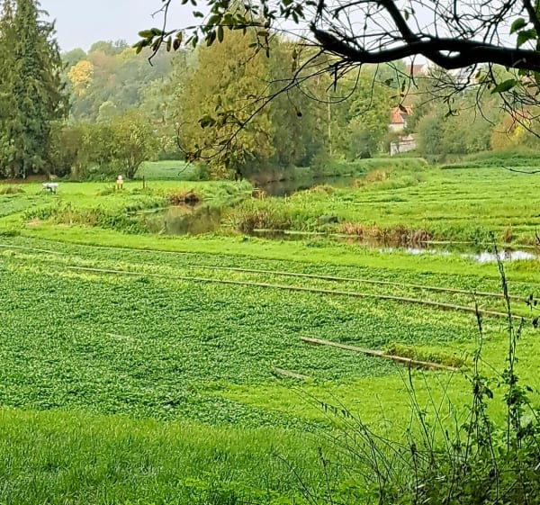 Balade le long des Cressonnières - Le Mérévillois - 1