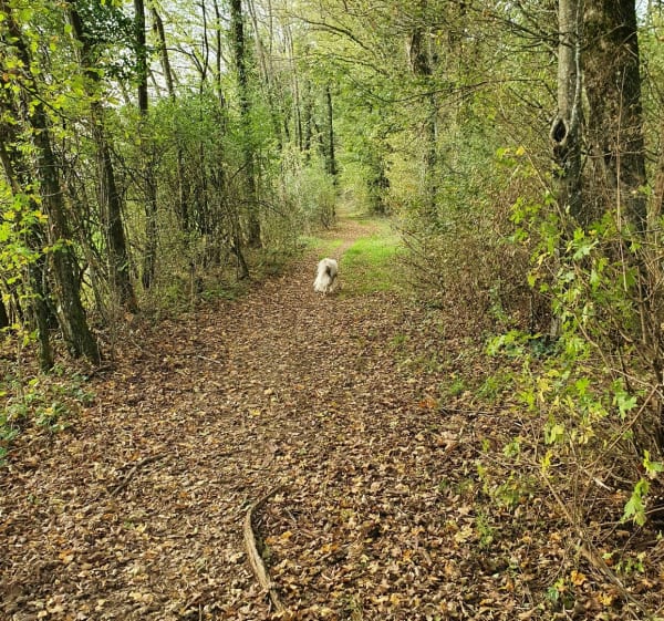 Promenade Le Coudrai - Essert - 1