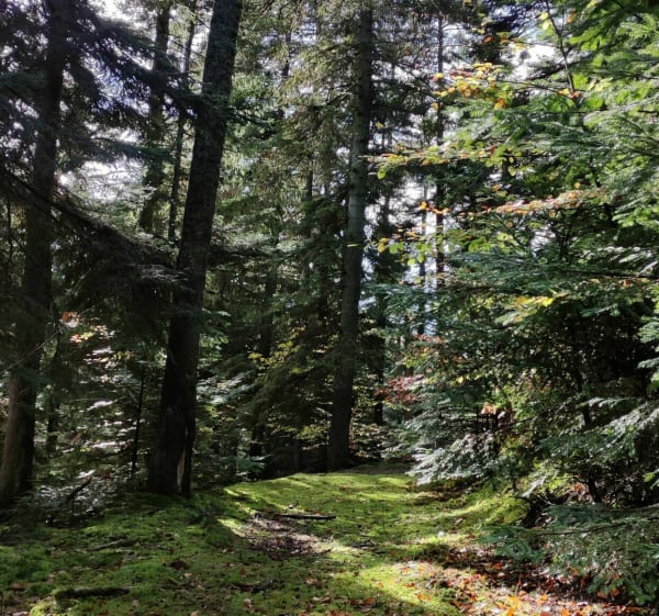Randonnée trail Lalouvesc - Lalouvesc - 1
