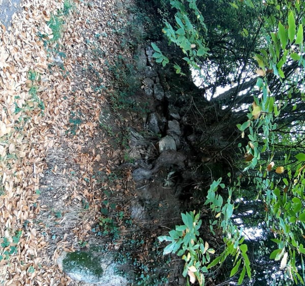 Vic Le bois de la perche - Quintin - 1
