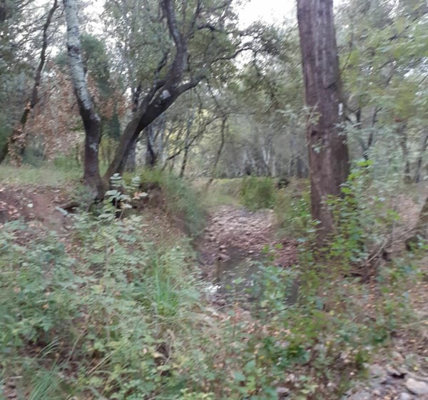 Balade dans la forêt autour de la Bouverie - la Bouverie - 1