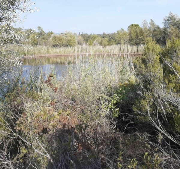 Petite reprise trail dans le canton de Palayson - Roquebrune-sur-Argens - 1