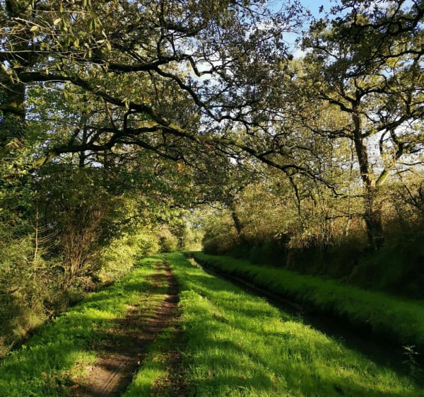 Sentier des arcades (partie 2/2) - Joué-sur-Erdre - 1