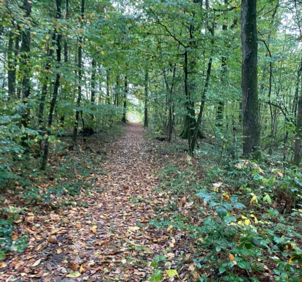 Tour de Montreuil par la forêt - Montreuil-le-Chétif - 1
