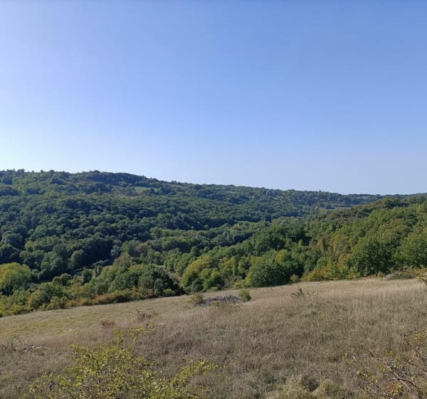Chemin d'Aubiguières - Feuille de chêne verte - Fons - 1