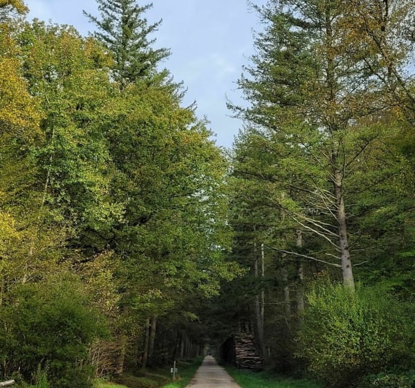Forêt d'Armainvilliers en passant par deux lacs - Gretz-Armainvilliers - 1