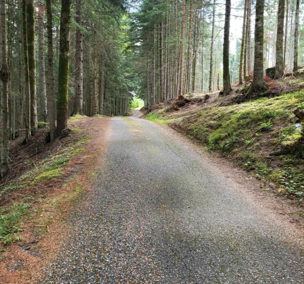 Balade en forêt des Versannes - Saint-Jean-la-Vêtre - 1