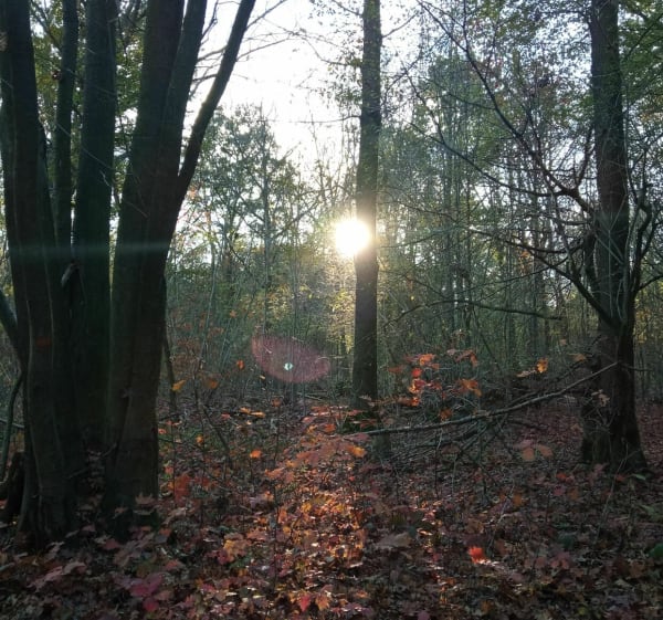 Roissy en Brie 11/11/22 - Roissy-en-Brie - 1