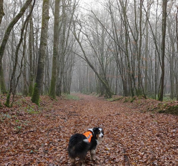 Sortie hivernale dans la forêt du Roncemay - Chassy - 1