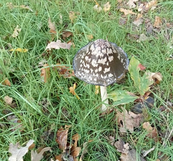 Belle balade pour profiter de la nature en solitaire - Voussac - 1