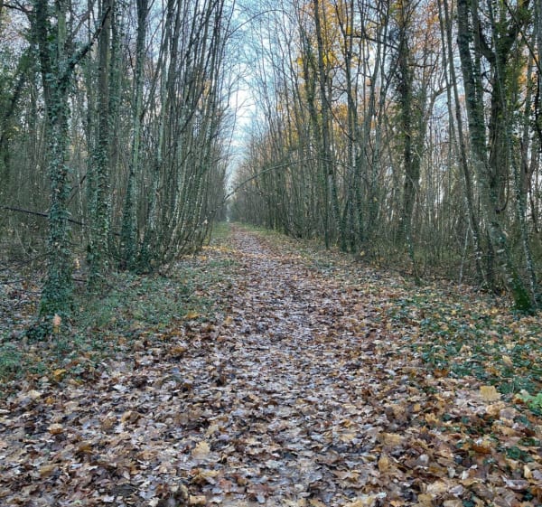 De Belmont d’Azergues à la glacière - Belmont-d'Azergues - 1