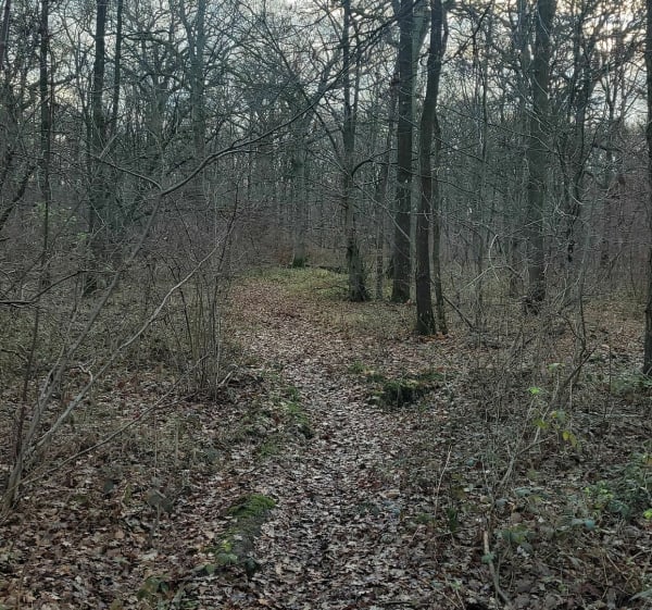 Quartier du Taillis et forêt - Yerres - 1