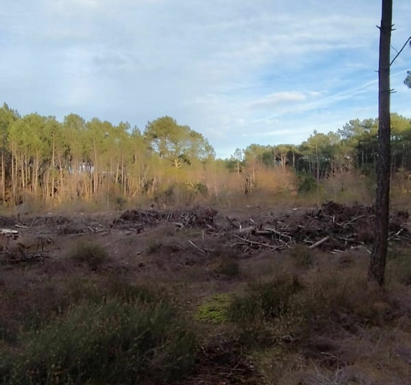 Forêt du lac de la Madeleine - Gujan-Mestras - 1