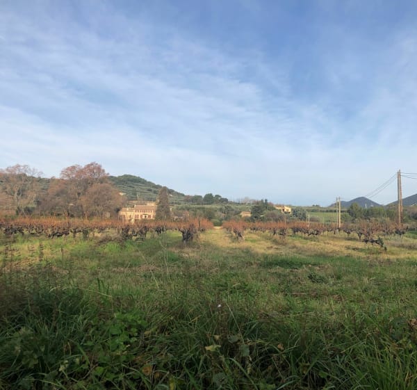 Promenade du matin à travers les vignes et oliviers - Nyons - 1