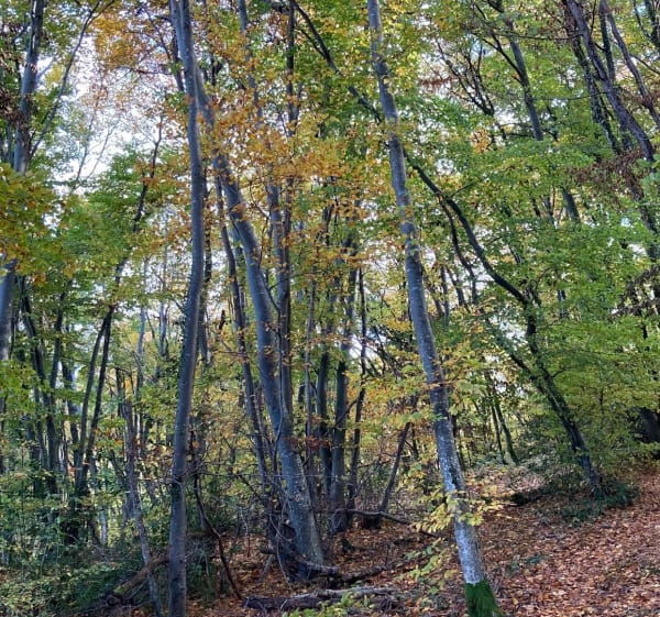 Balade sur les hauteurs de Crémieu et Villemoirieu - Crémieu - 1