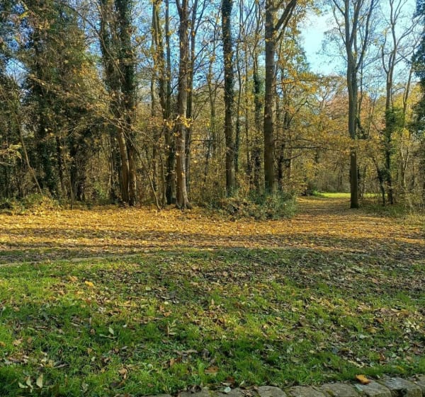Balade en forêt de Cormeilles - Franconville - 1