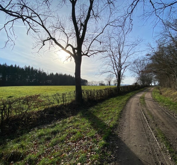 Forêt domaniale, pays Chantellais dans l’Allier en Auvergne - Deneuille-lès-Chantelle - 1