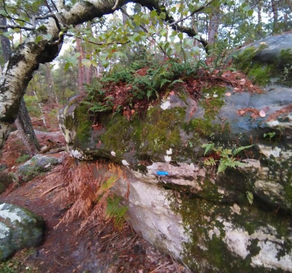 Sentier Denecourt Collinet 11 - Fontainebleau - 1