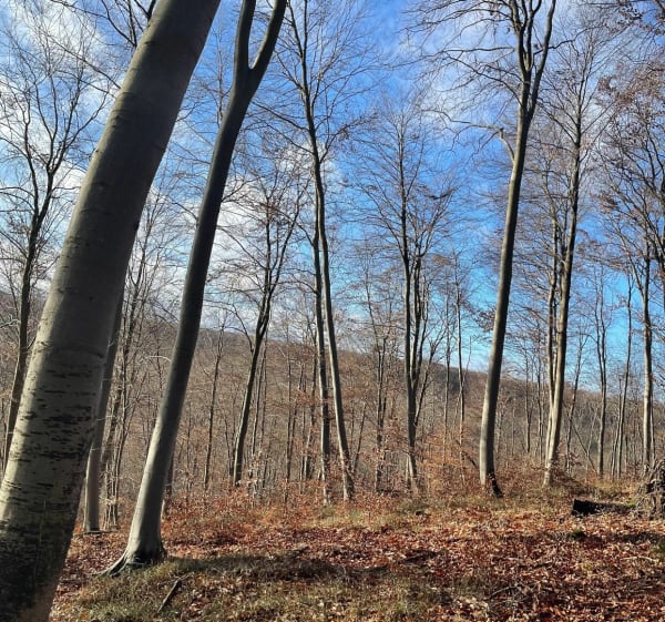 Parcours de la tête Saint-Jean - Saint-Jean-aux-Bois - 1