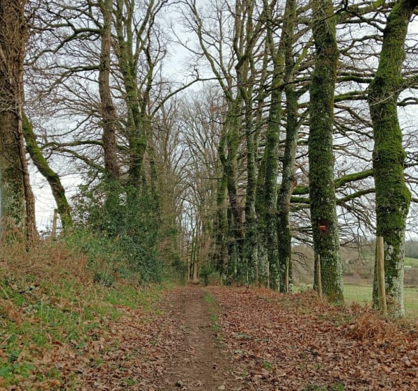 Chemin des hêtres par Vaulry - Cieux - 1